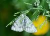 363434 – Photo : roy – France (12)